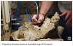 Preparing Dinosaur Bones - Australian Age of Dinosaurs